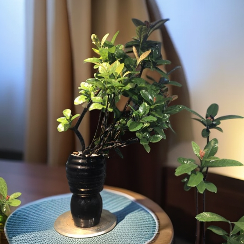 海岛龙船花～老桩造型绿植室内除甲醛好养