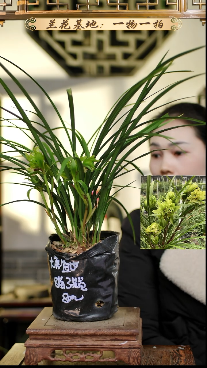 完全开放大唐盛世