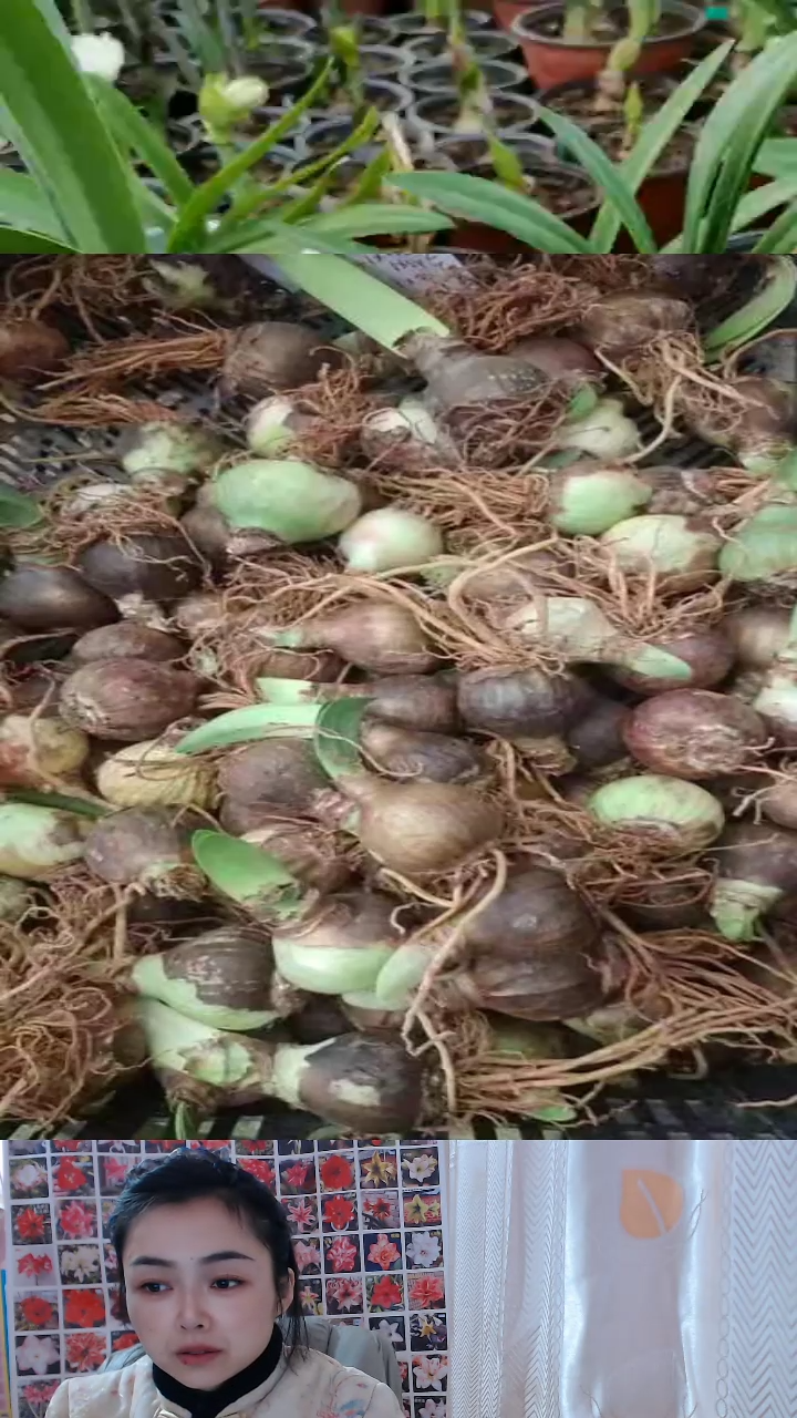 烈焰4.1炫彩4.2火舞4.2青鸾4.2特伦4.1月神4.1胭脂4.1俏3.1