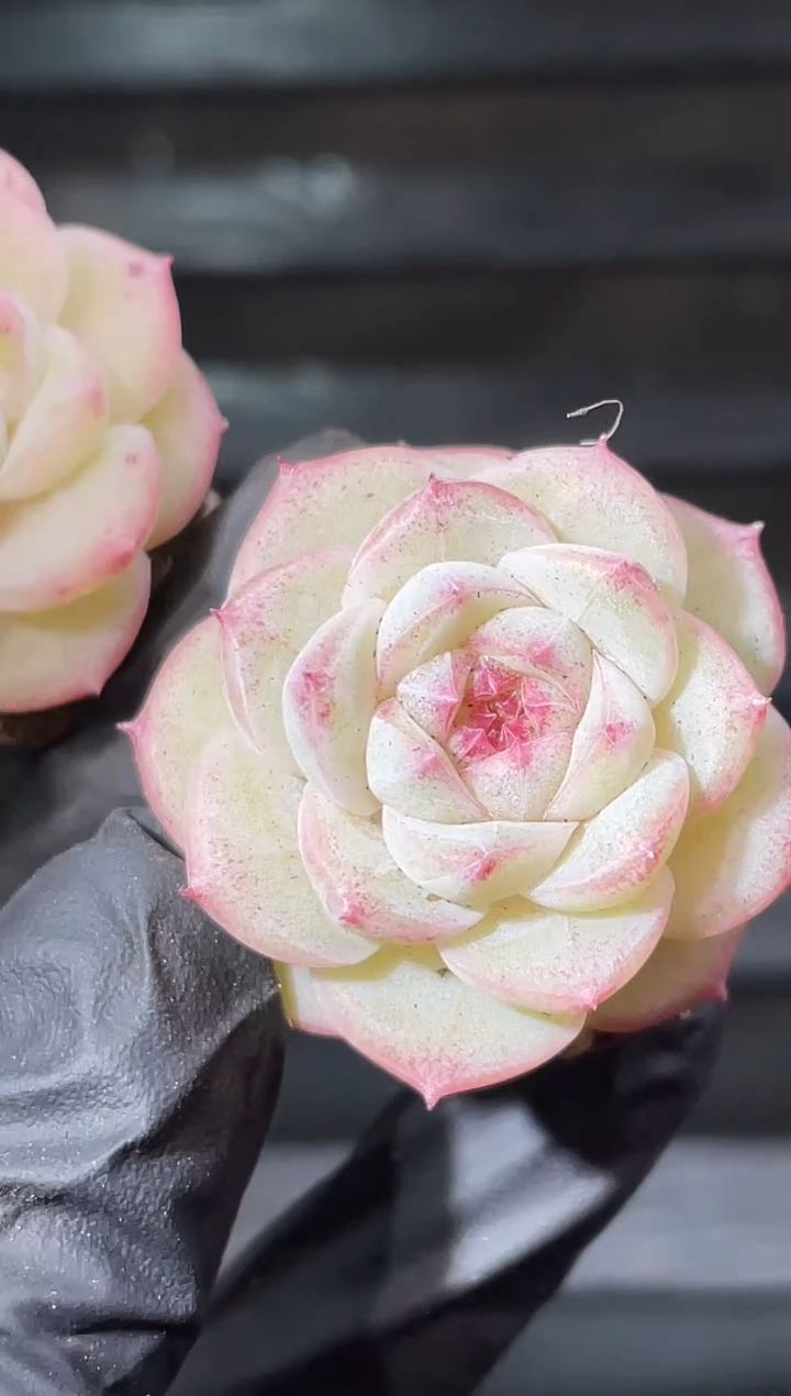 16-42 淘气2-3厘米量拍发一颗