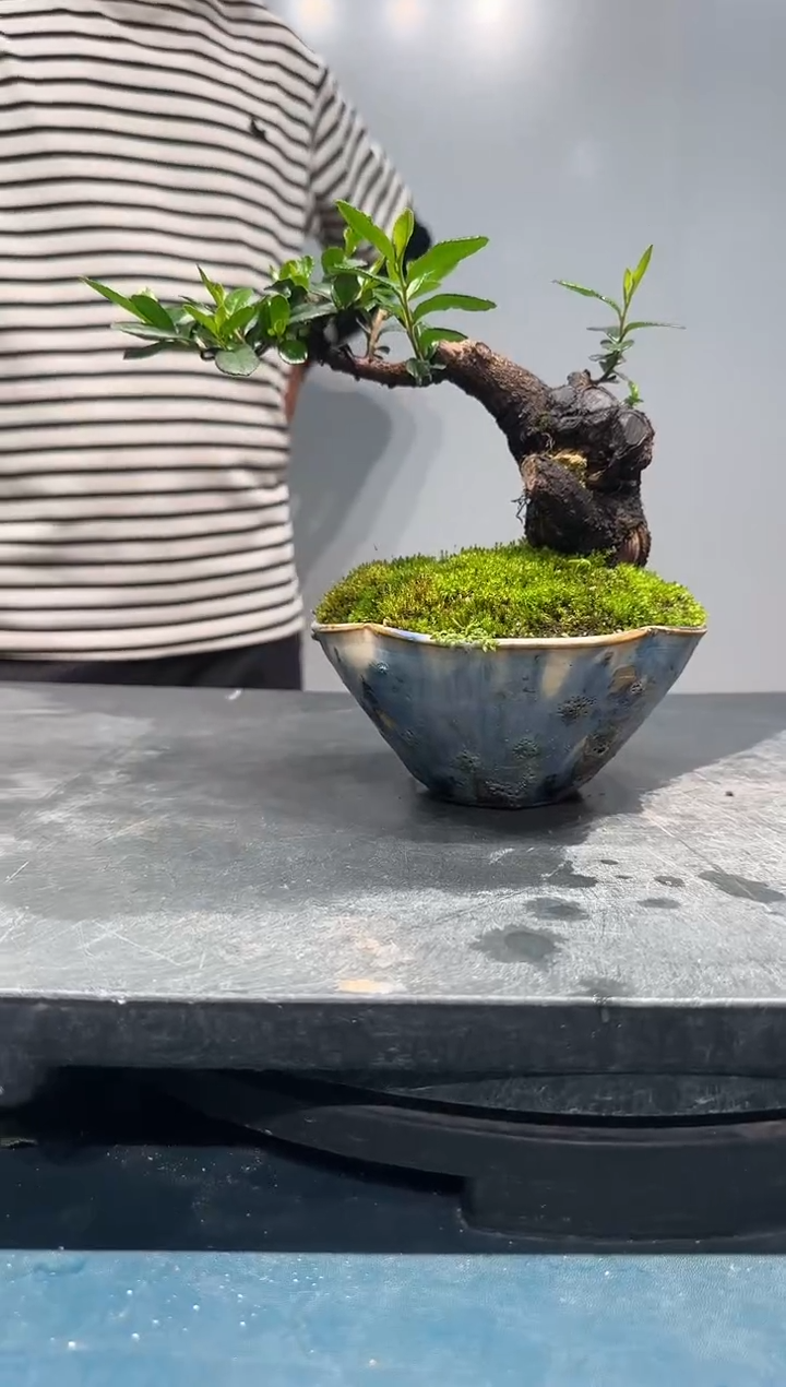 无花朵海岛翠米茶