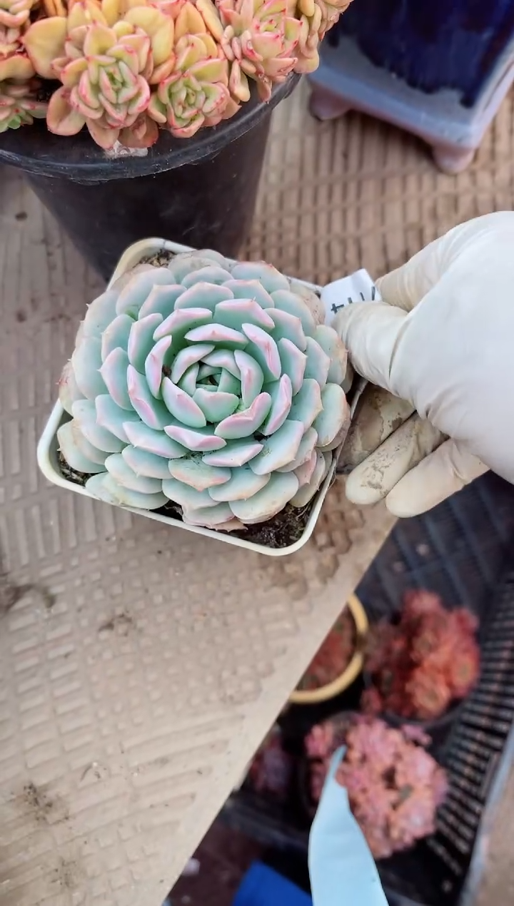 【闪购商品】07114