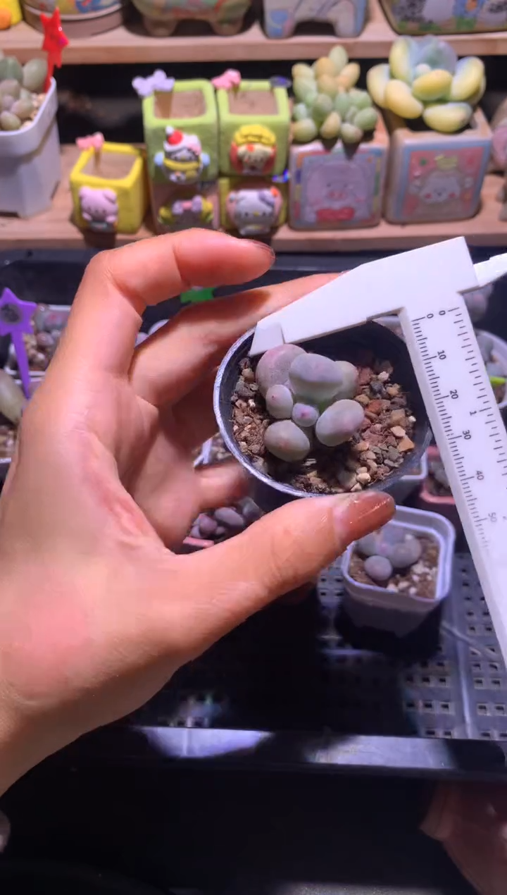 韩国黄米可奶酪，满28包邮，不满发一个叶片到付