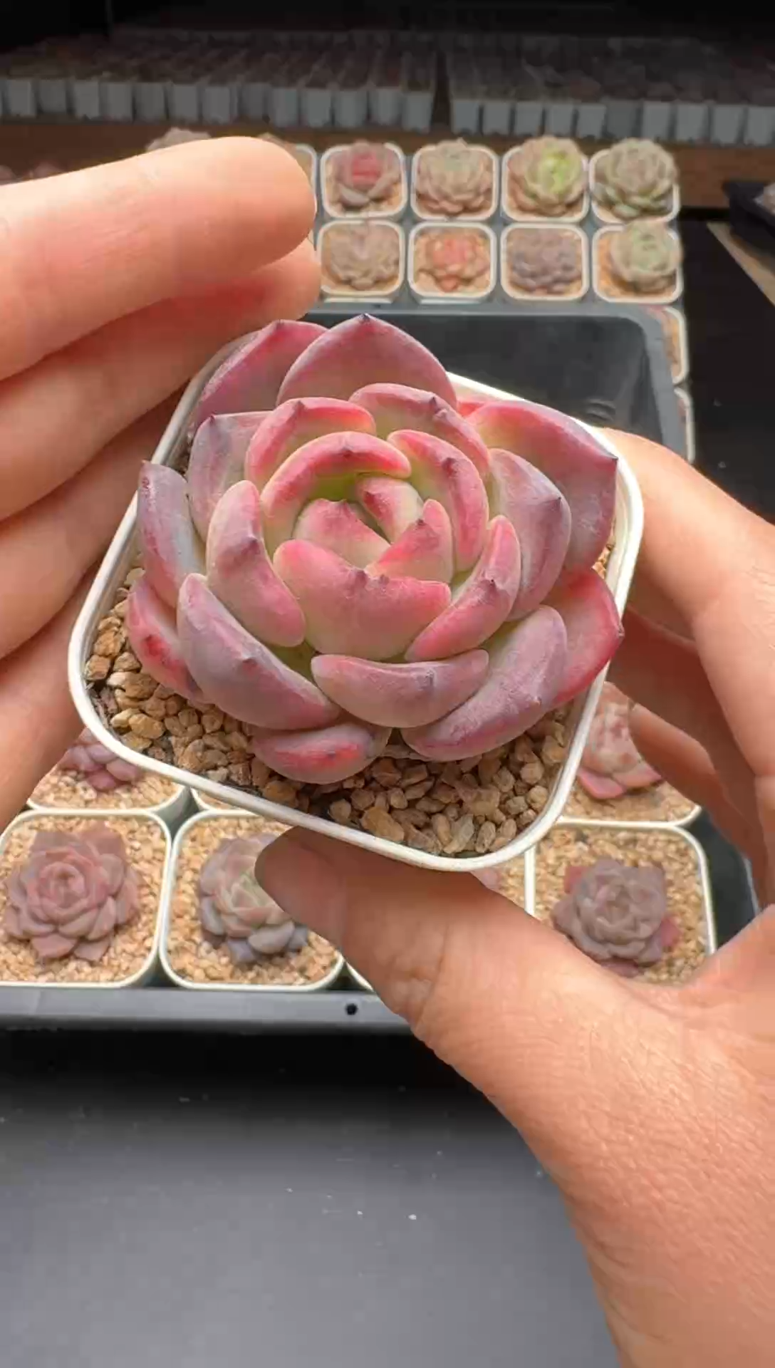 【闪购商品】172号一物一拍珍妮多肉花卉植物3颗起发