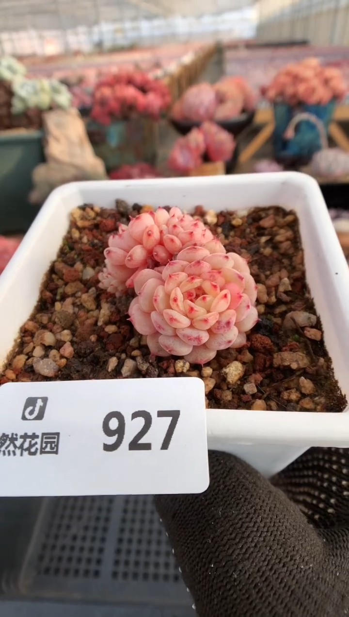 【闪购商品】927白胖缀一物一拍