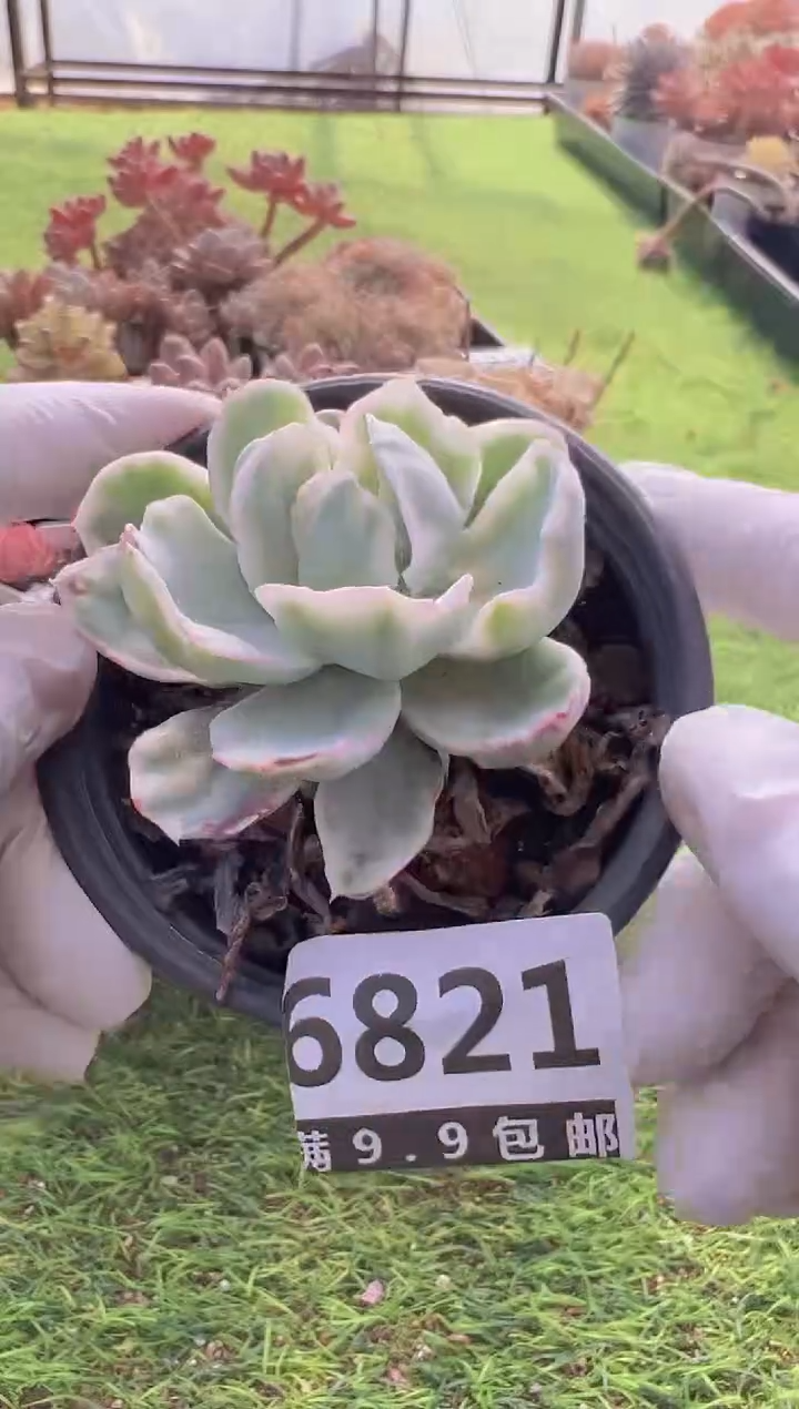 【闪购商品】信福多肉一物一拍