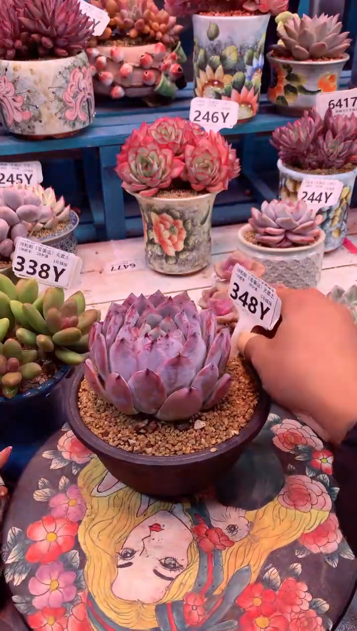 348Y（一物一拍，精品多肉，w所见即所得 ）