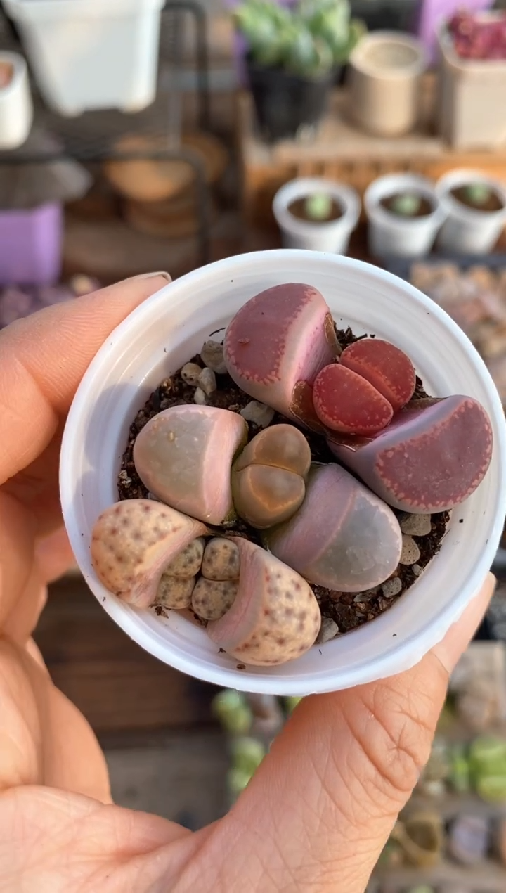 【闪购商品】6540直播一物一拍