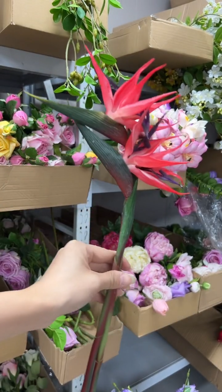 2枝红色天堂鸟    