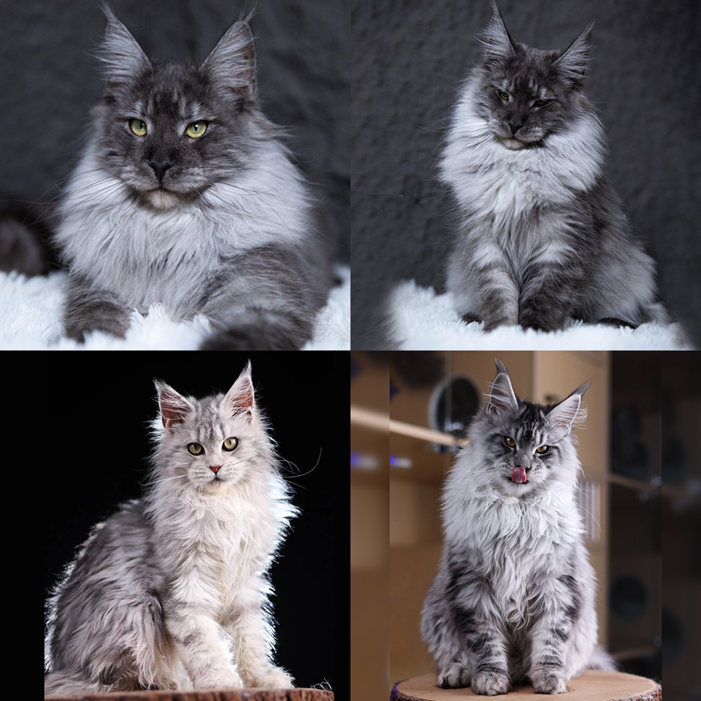 【佳佳说猫】活体猫咪cc