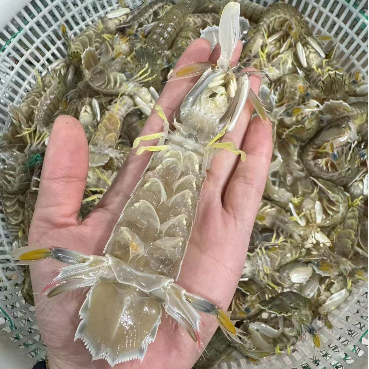 东港大号皮皮虾公母混3斤顺丰包邮（保鲜不保活，介意勿拍）