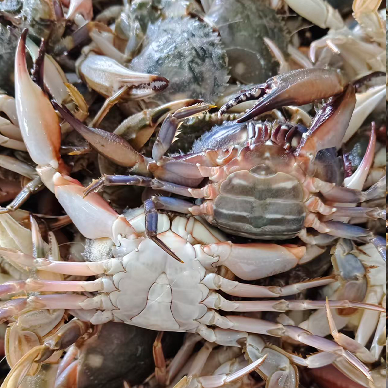 【保鲜不保活】特大公母混花盖蟹单只2两左右一斤5-6只 东港石头蟹