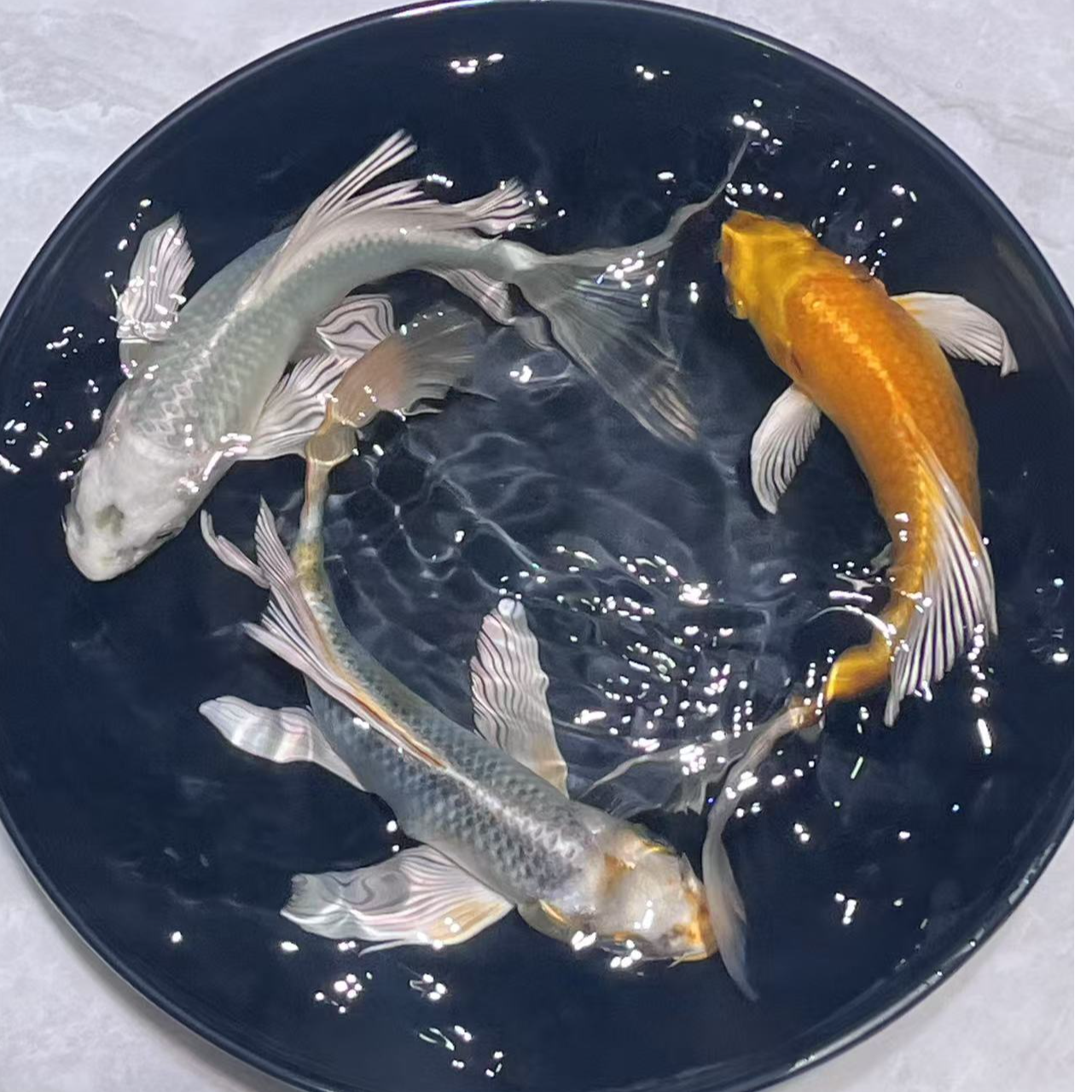 1-100号玛雅色蝴蝶鲤无鱼鳞、锦鲤金鱼活体观赏鱼