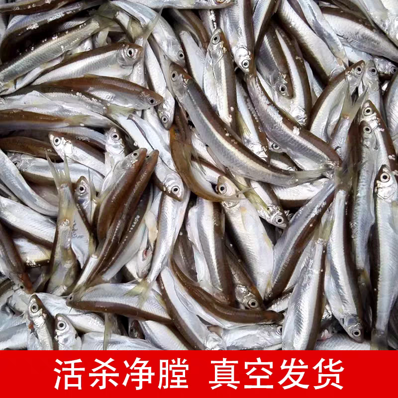 顺丰包邮新鲜活杀江西余干小白条鱼餐条鱼淡水河鱼