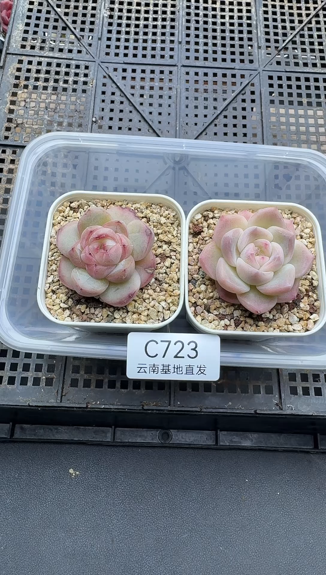 珍妮杂交多肉C723