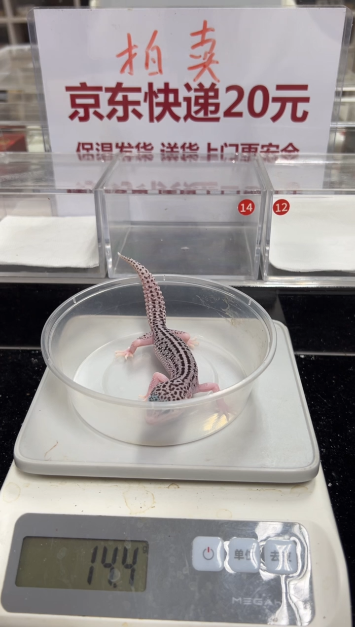 豹纹守宫0000000000