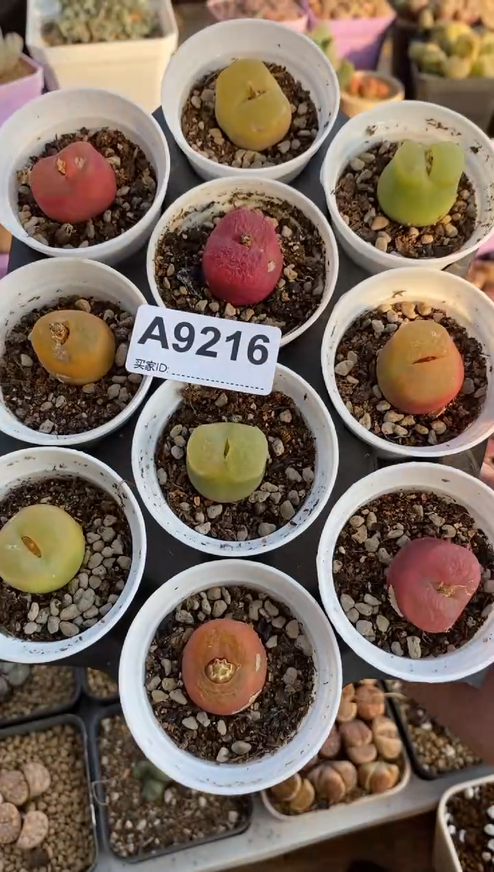 【闪购商品】9216直播一物一拍