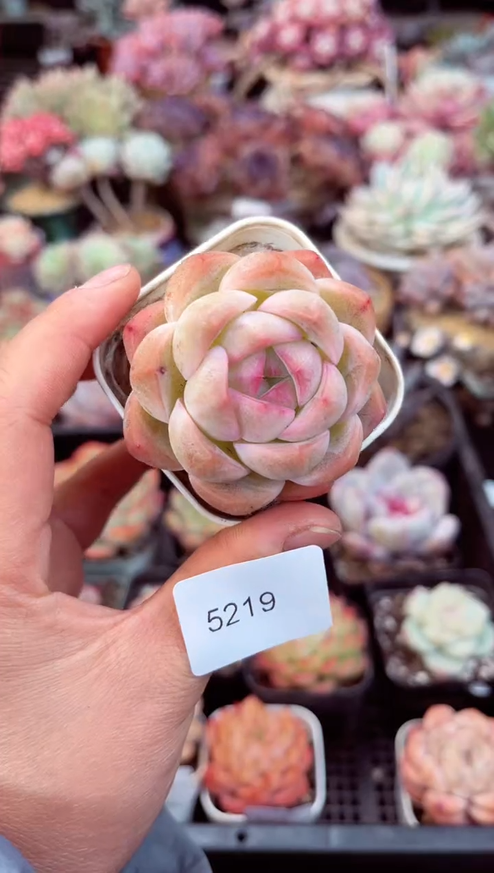 【闪购商品】5219单头多肉