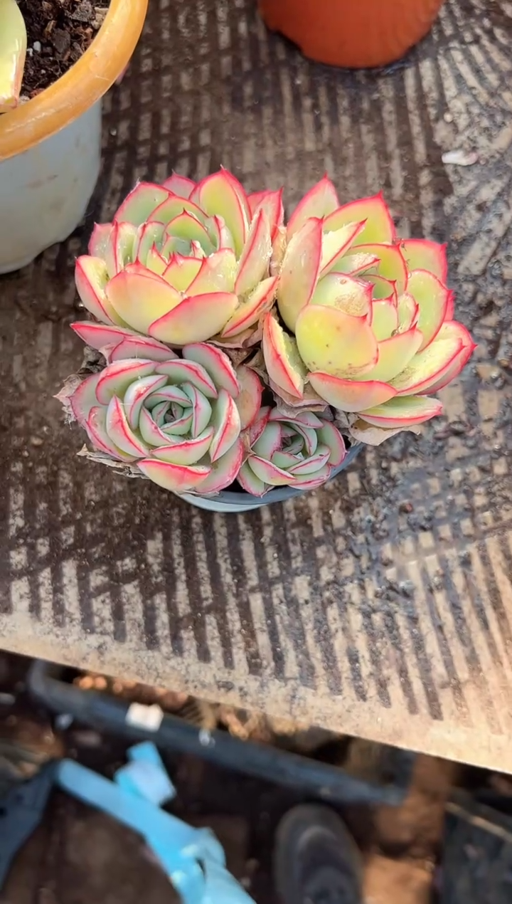 唠**叨多肉植物一物一拍14244