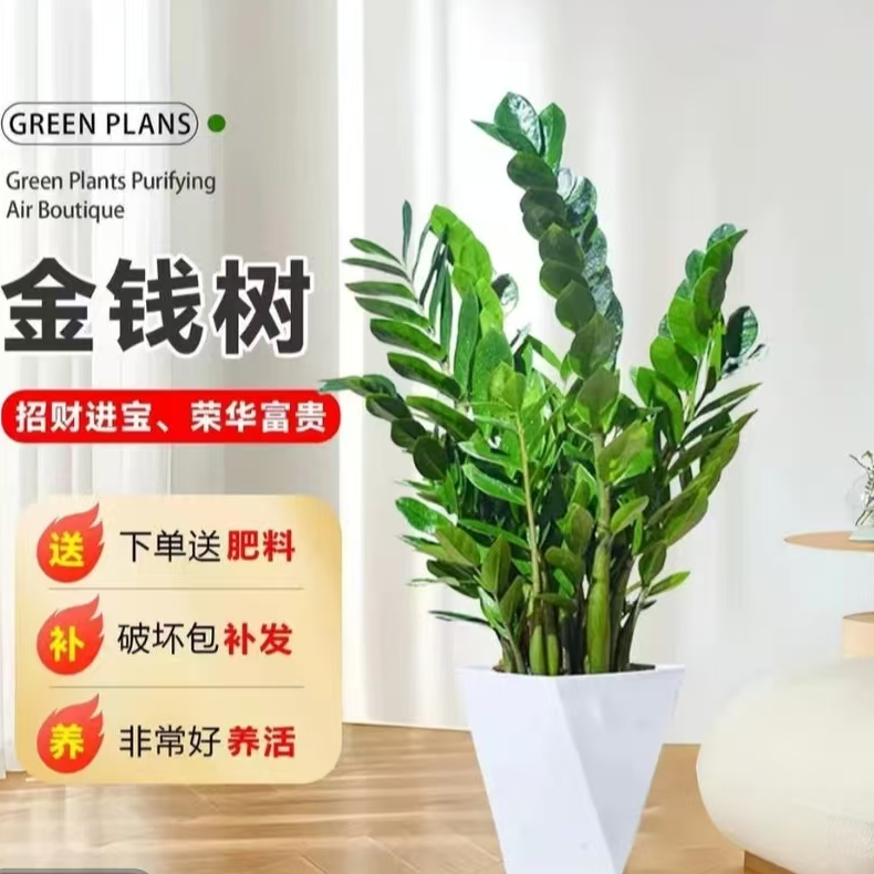 金钱树盆栽【60-70cm】钱串子植物室内办公室净化空气白色菱形盆
