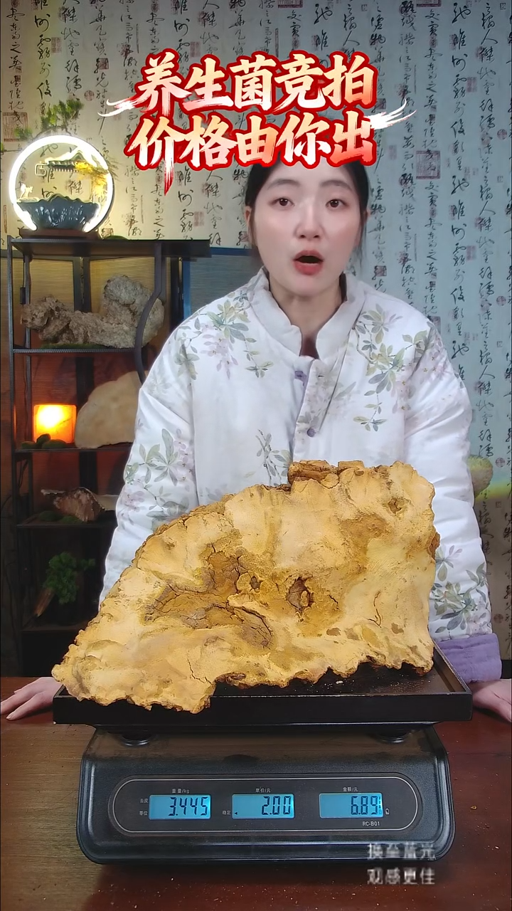 松针层孔菌中国大陆【藏区野生】松树桑黄（6.89斤）70-80年份