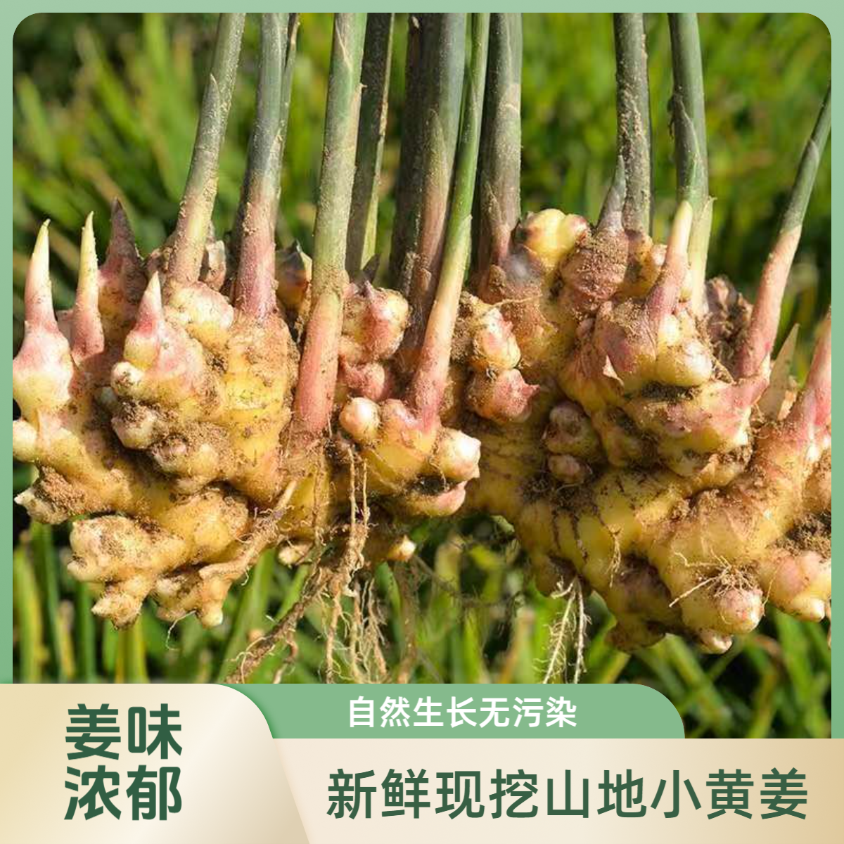 【产地助农】贵州本地小黄姜新鲜现挖山地种植香味浓郁辛辣够味生姜