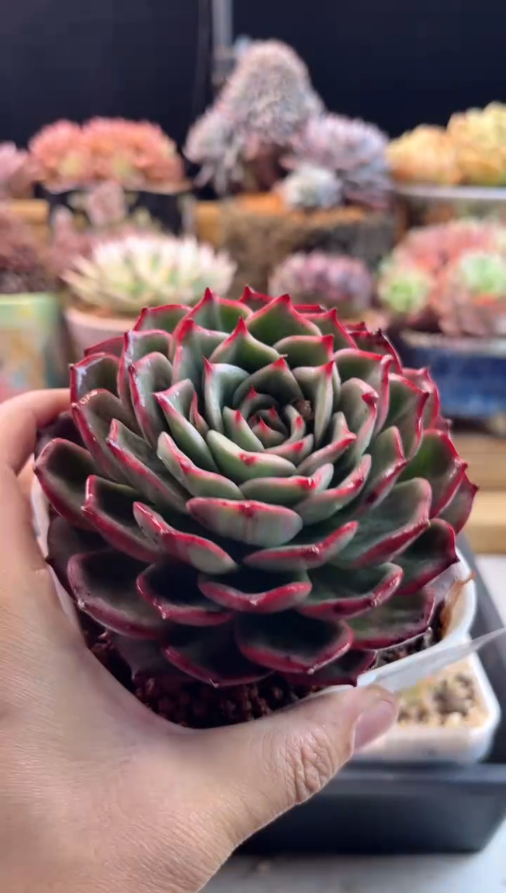 【闪购商品】1.17-21星巴克