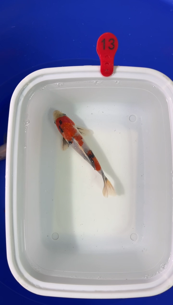 锦鲤活体二号链接