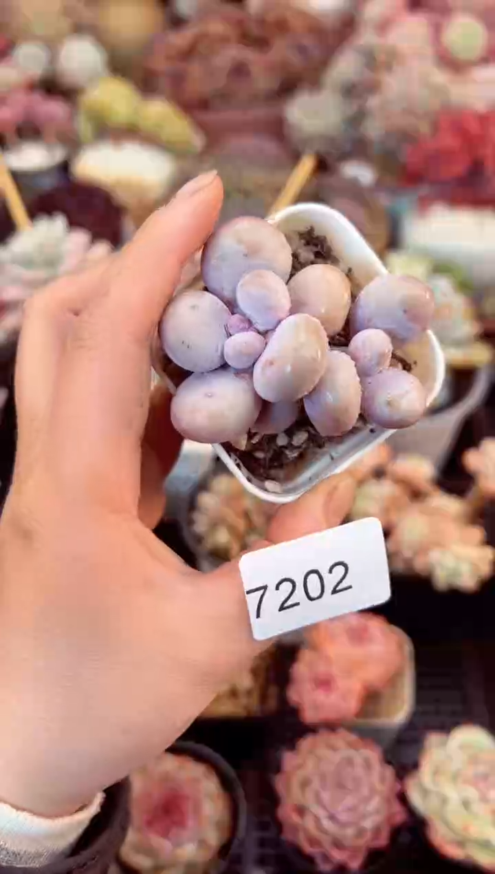【闪购商品】7202双头奶酪多肉