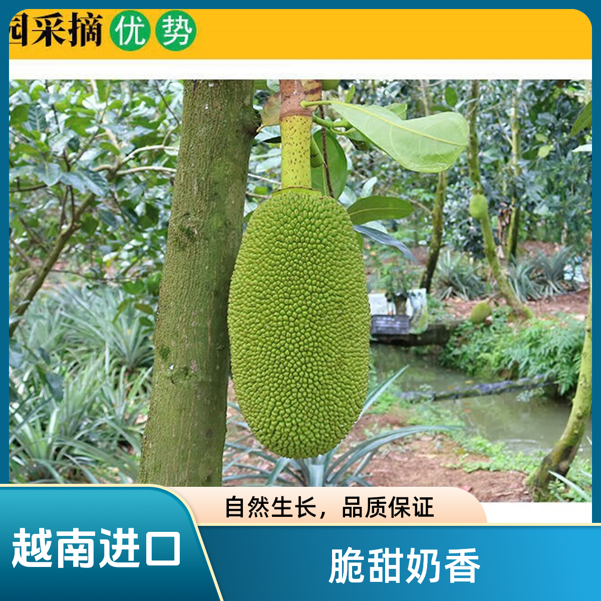 (武帝甄选)越南进口红肉菠萝蜜 老树树熟菠萝蜜5-23斤热带水果黄肉菠萝蜜越南社会主义共和国