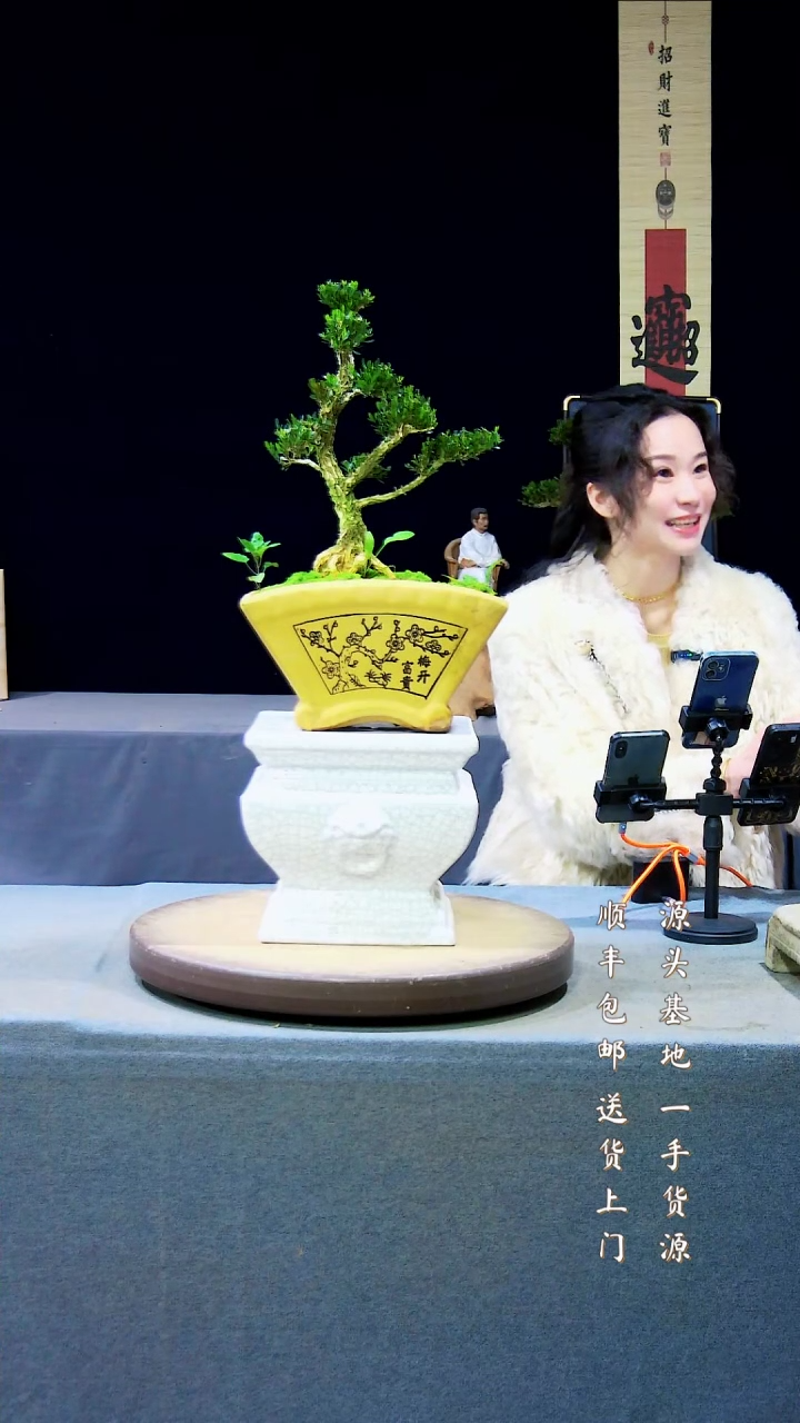 【闪购商品】雀舌黄杨盆景雀舌黄杨盆景