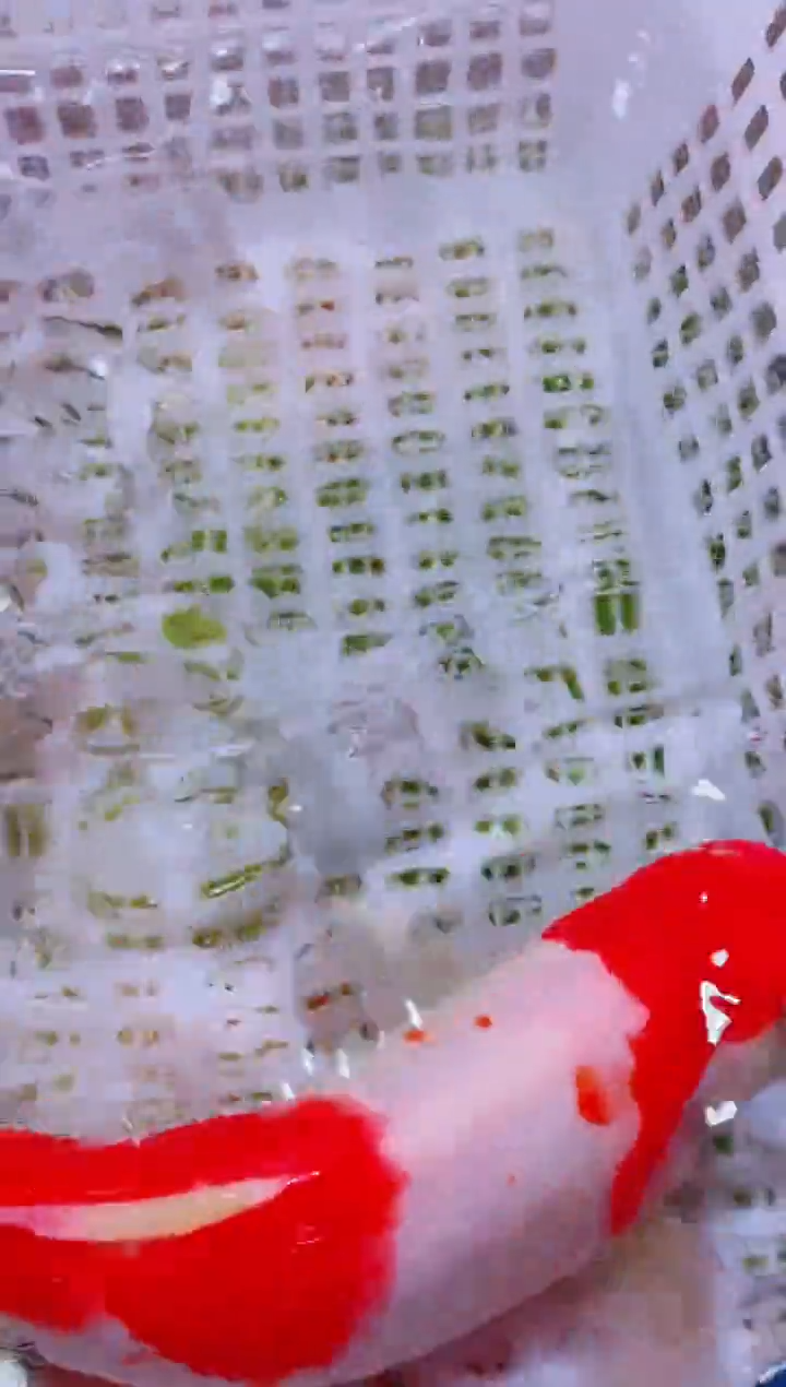 锦鲤血统锦鲤全场包邮19