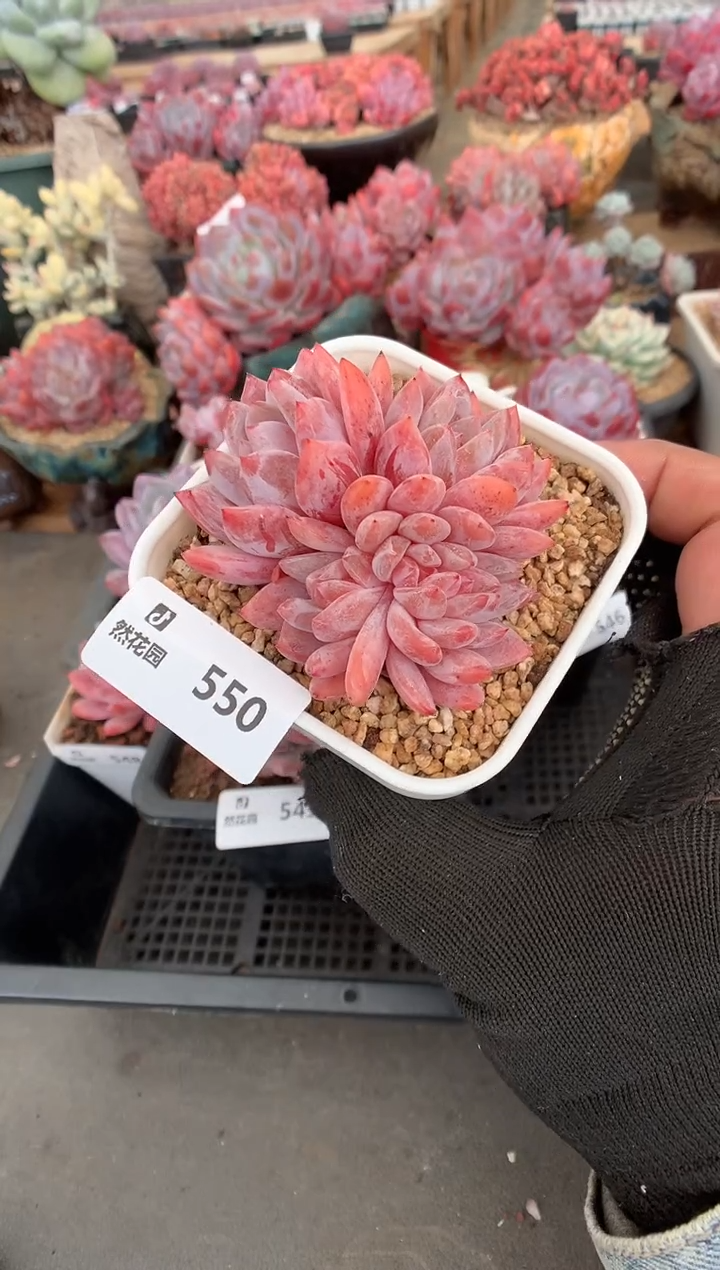 550雪天使缀一物一拍