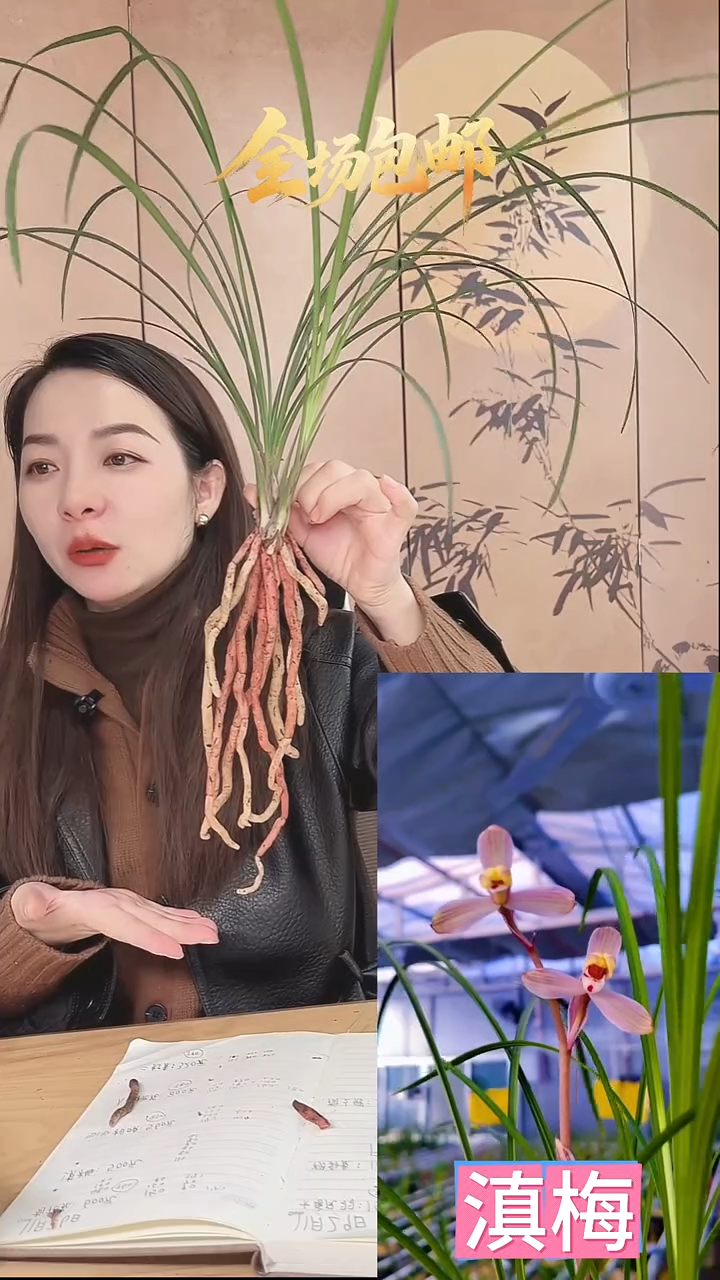 当前无花栽培后可以开花：滇梅