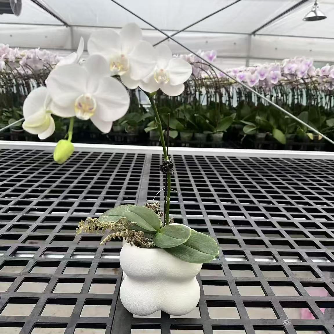 （阿玛）蝴蝶兰鲜花绿植 经典年宵花品种 带花带苞 室内盆栽