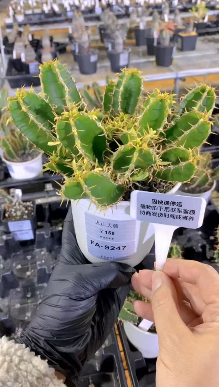 【闪购商品】火山大戟FA-9247