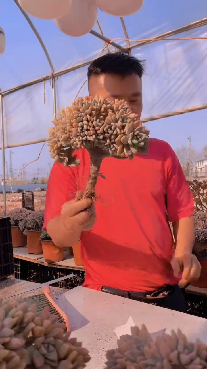 【闪购商品】缀化123