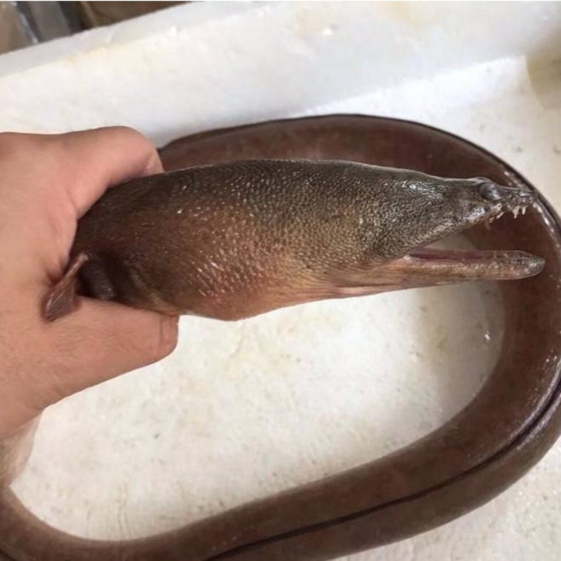 福建海鲜 野生土龙