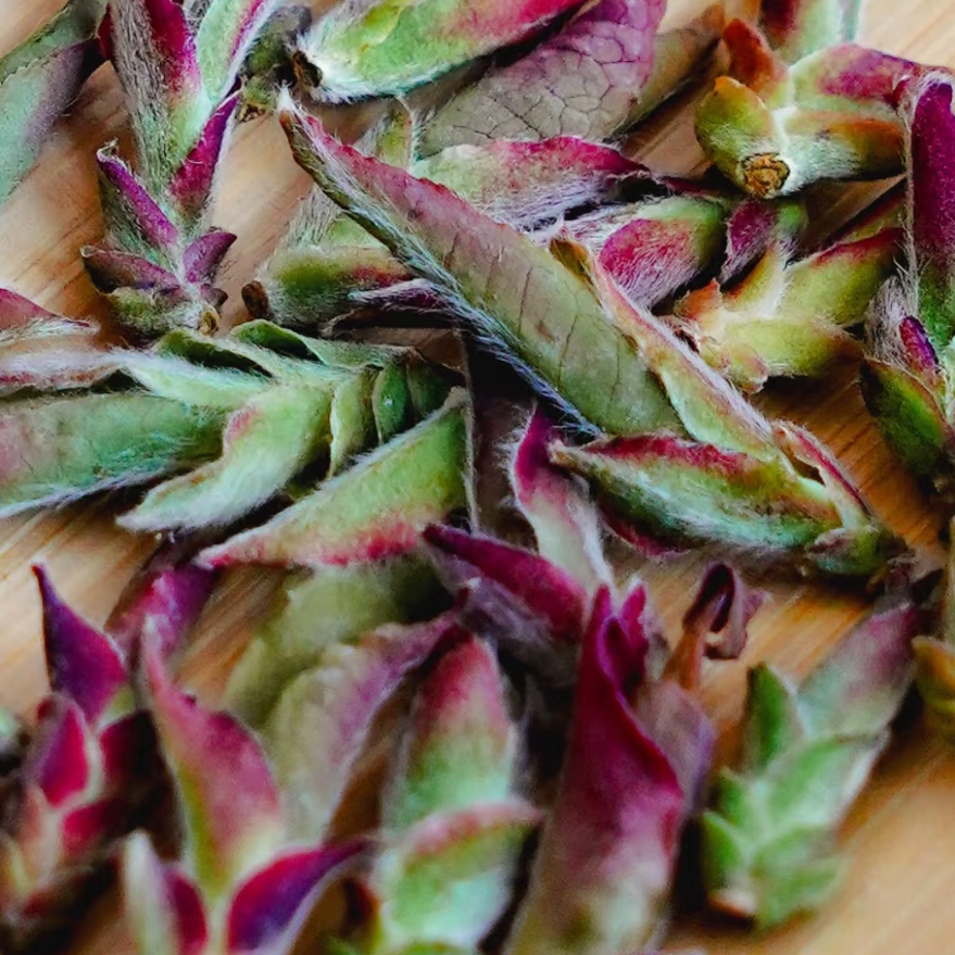 2025年邦东大雪山野生紫芽茶孢