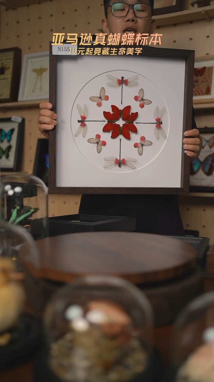 蝴蝶标本摆件n155