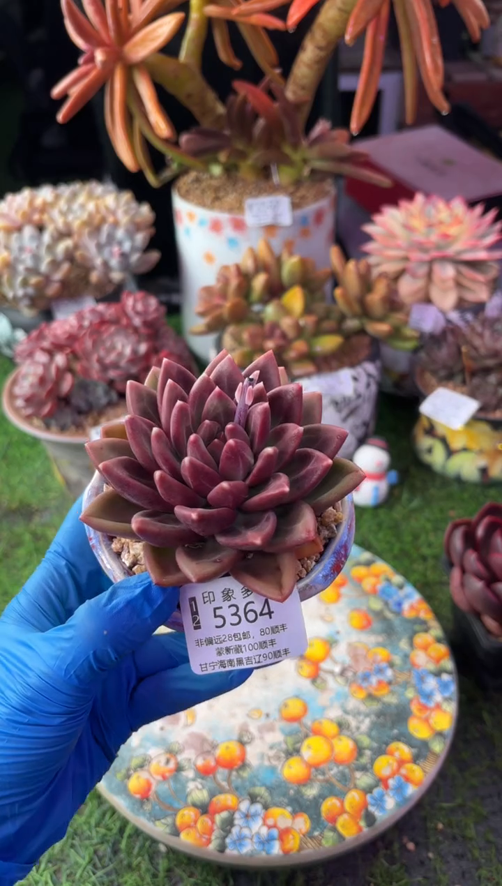 昆明印象多肉5364