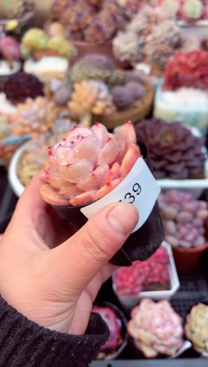 【闪购商品】7739单头多肉