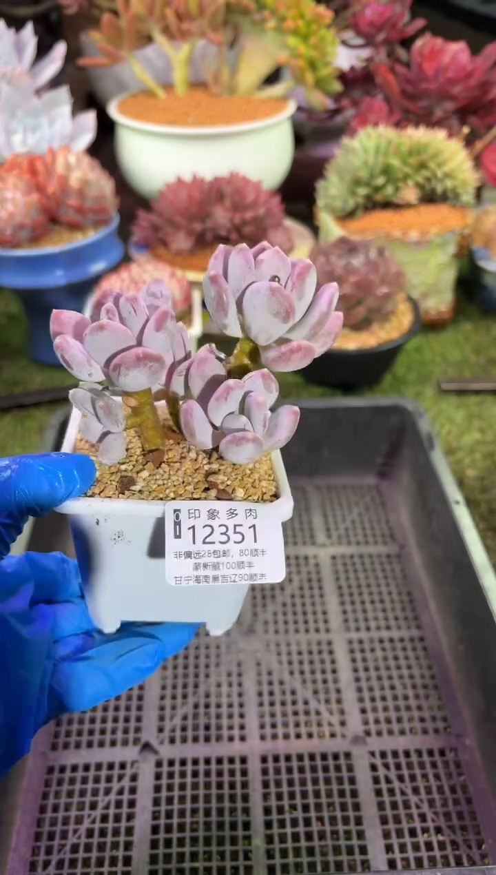 【闪购商品】12351