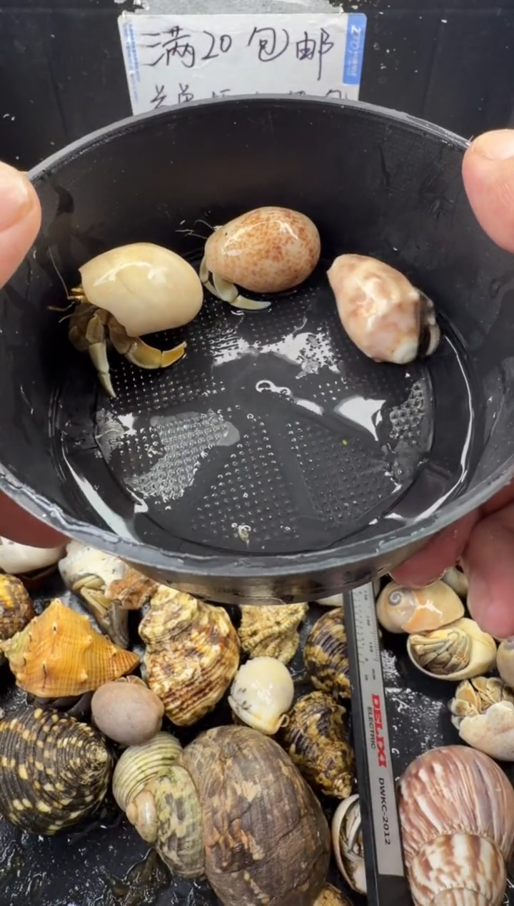 三只包活到手两只，不包全品