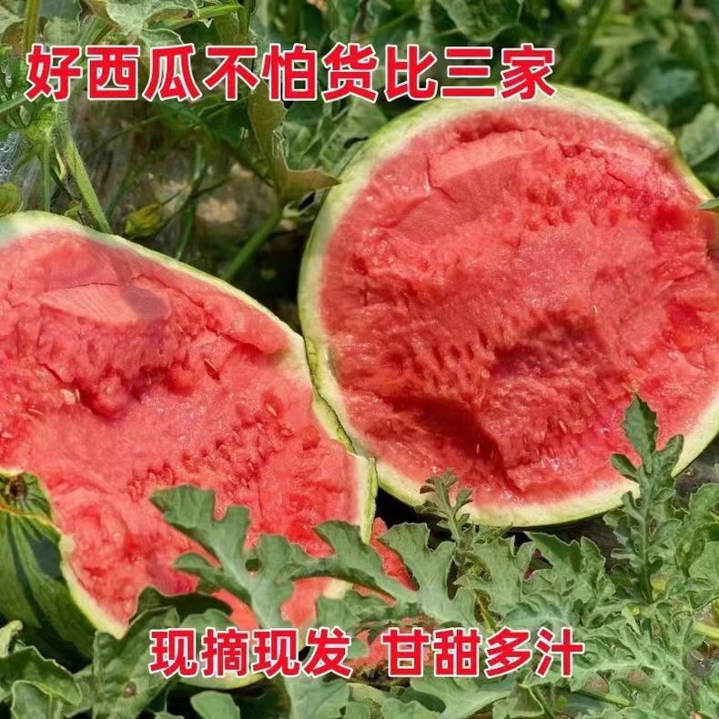 A1精品头茬麒麟瓜新鲜现摘无籽冰糖心