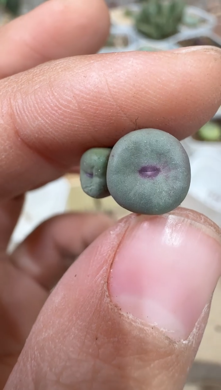 红*狼28-414多肉植物肉锥0089