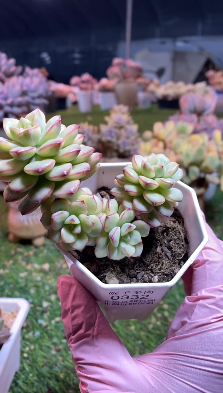 【闪购商品】0332a