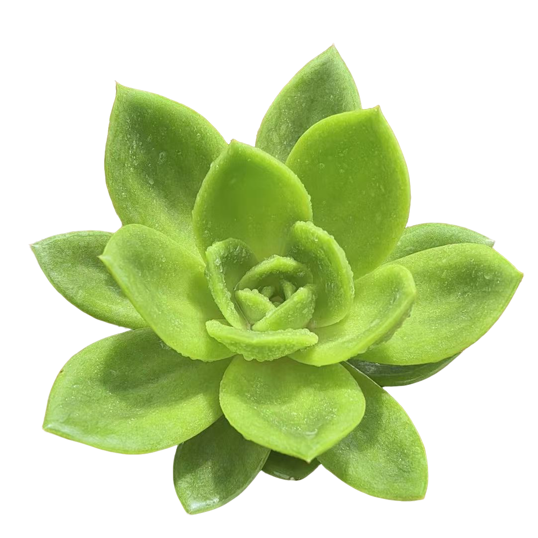 大单头翠花多肉【满19包邮】