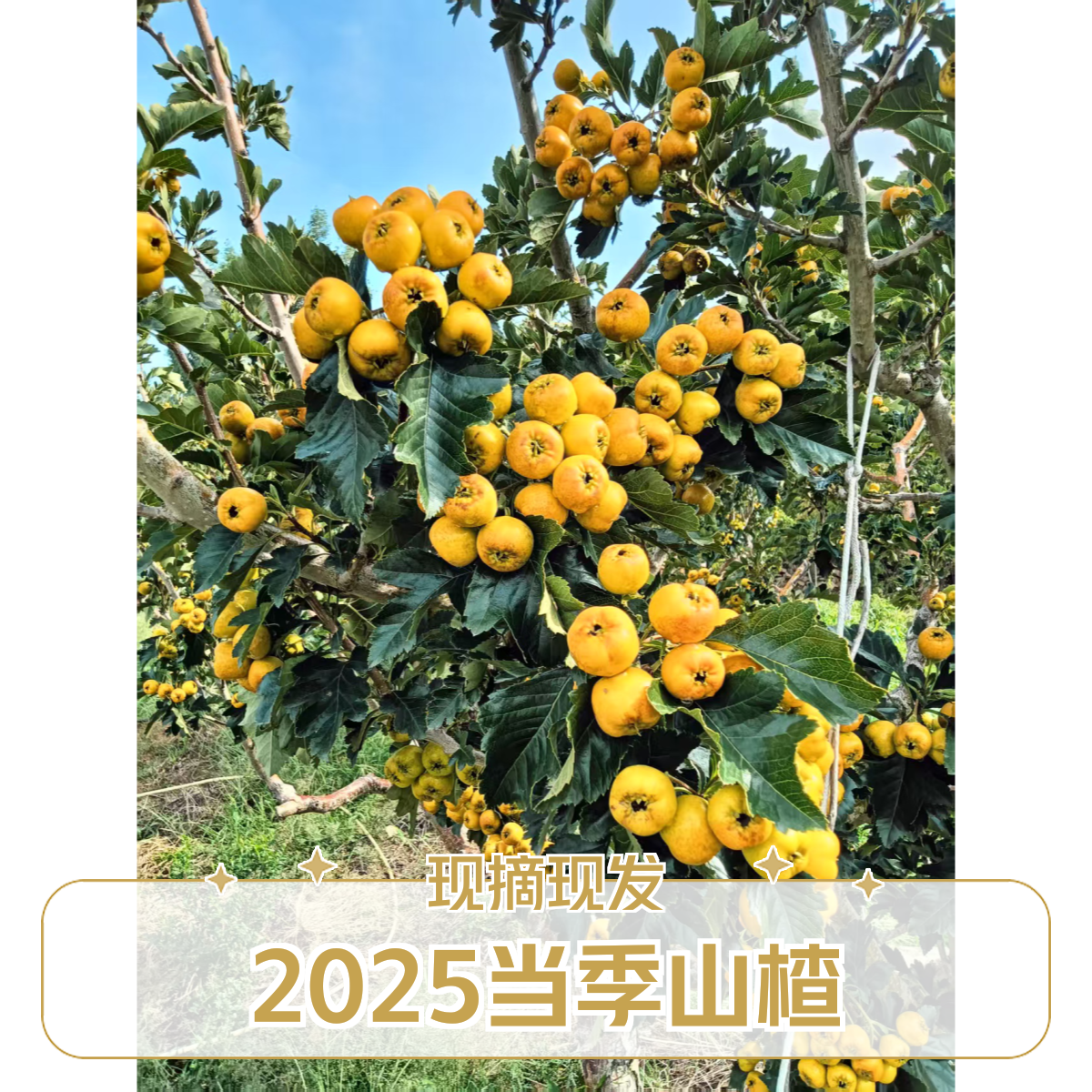 黄山楂  沂蒙山当季新品甜黄山楂