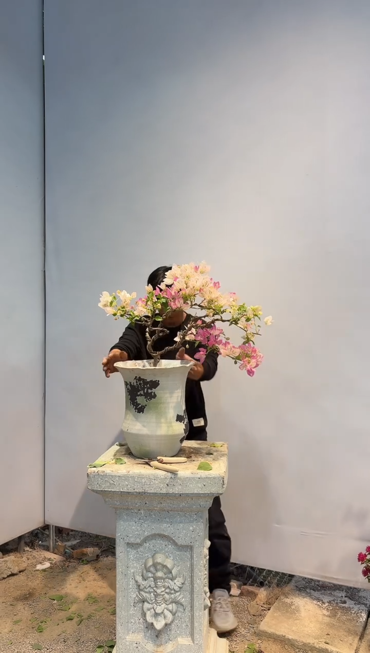 以实际为准三角梅25